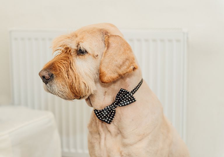 hochzeitsfotograf nordhessen 